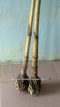 POLO STICK RATTAN WITH ROOT